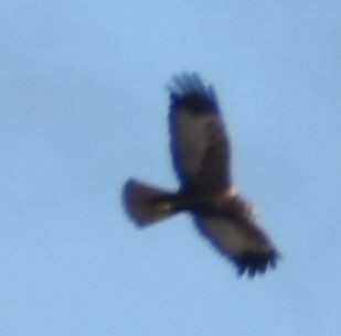 Лунь очеретяний - ML646763667