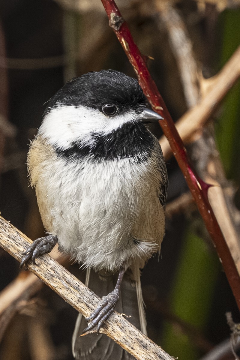 Гаїчка світлокрила - ML646763668