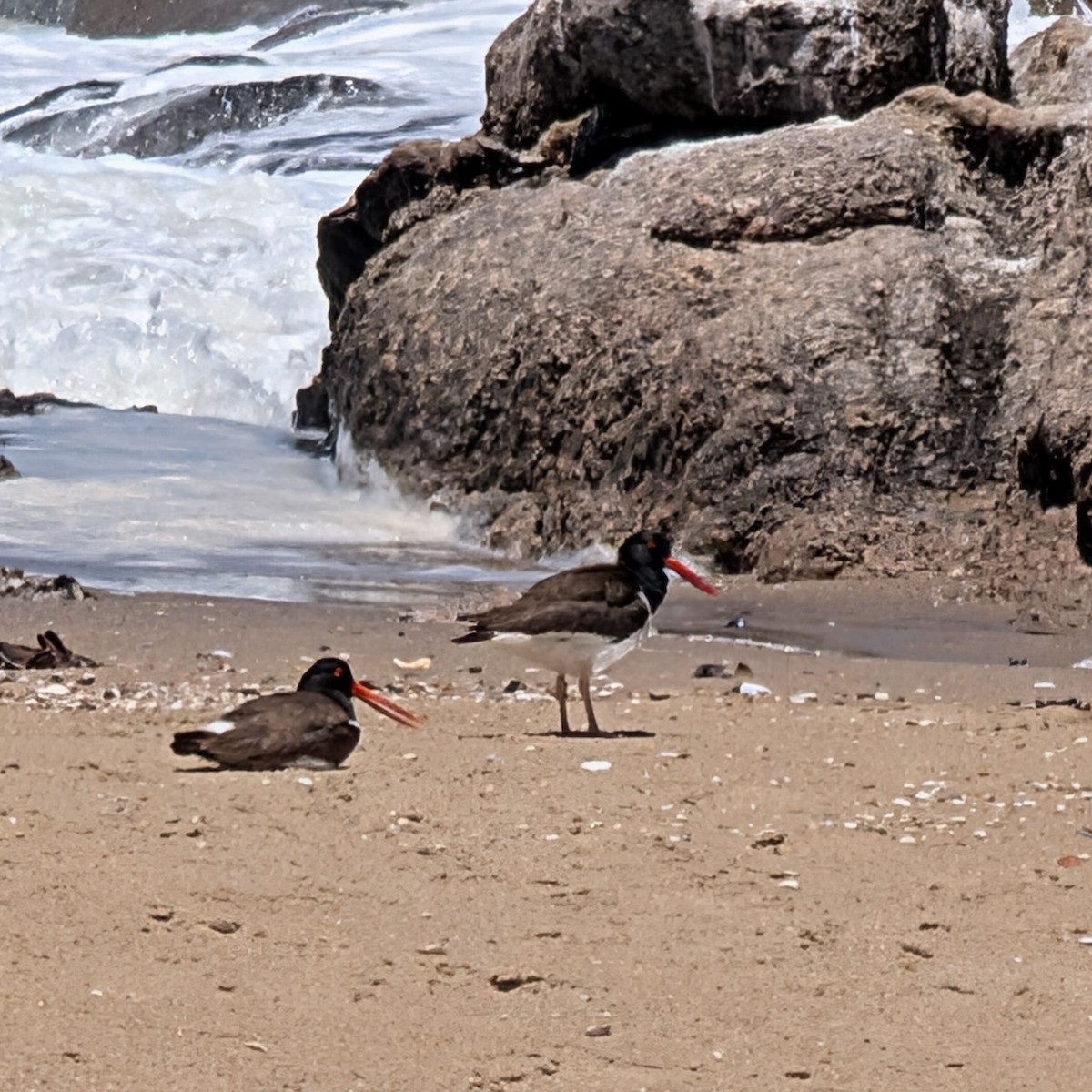 Кулик-сорока американський - ML646763669