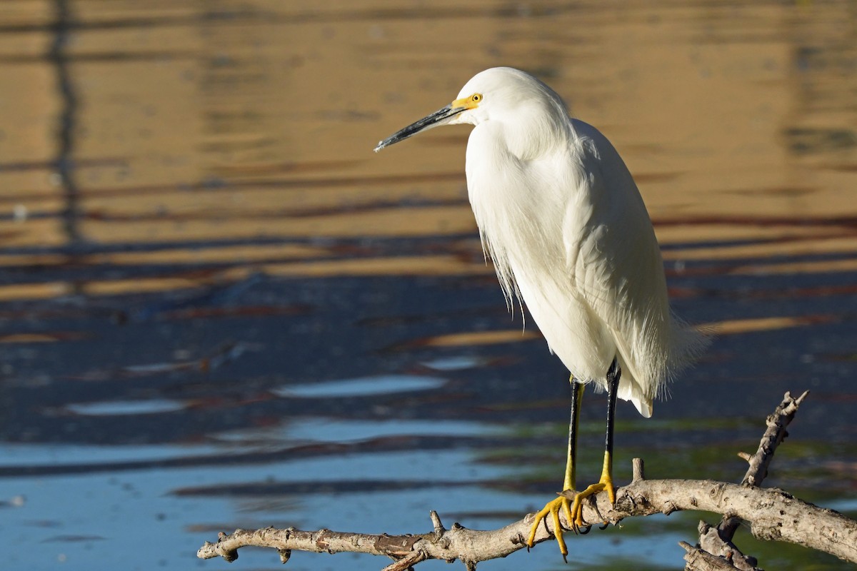 Snowy Egret - ML646763670
