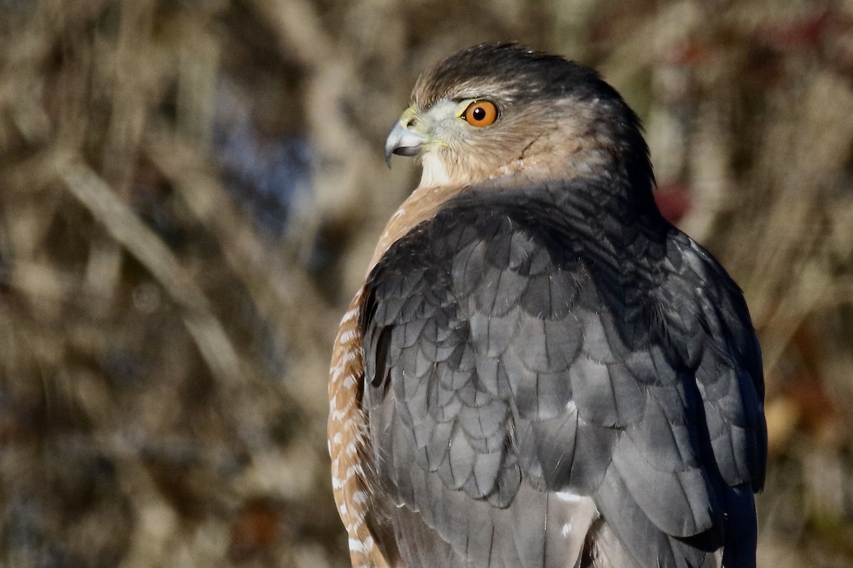 Яструб чорноголовий - ML646763671