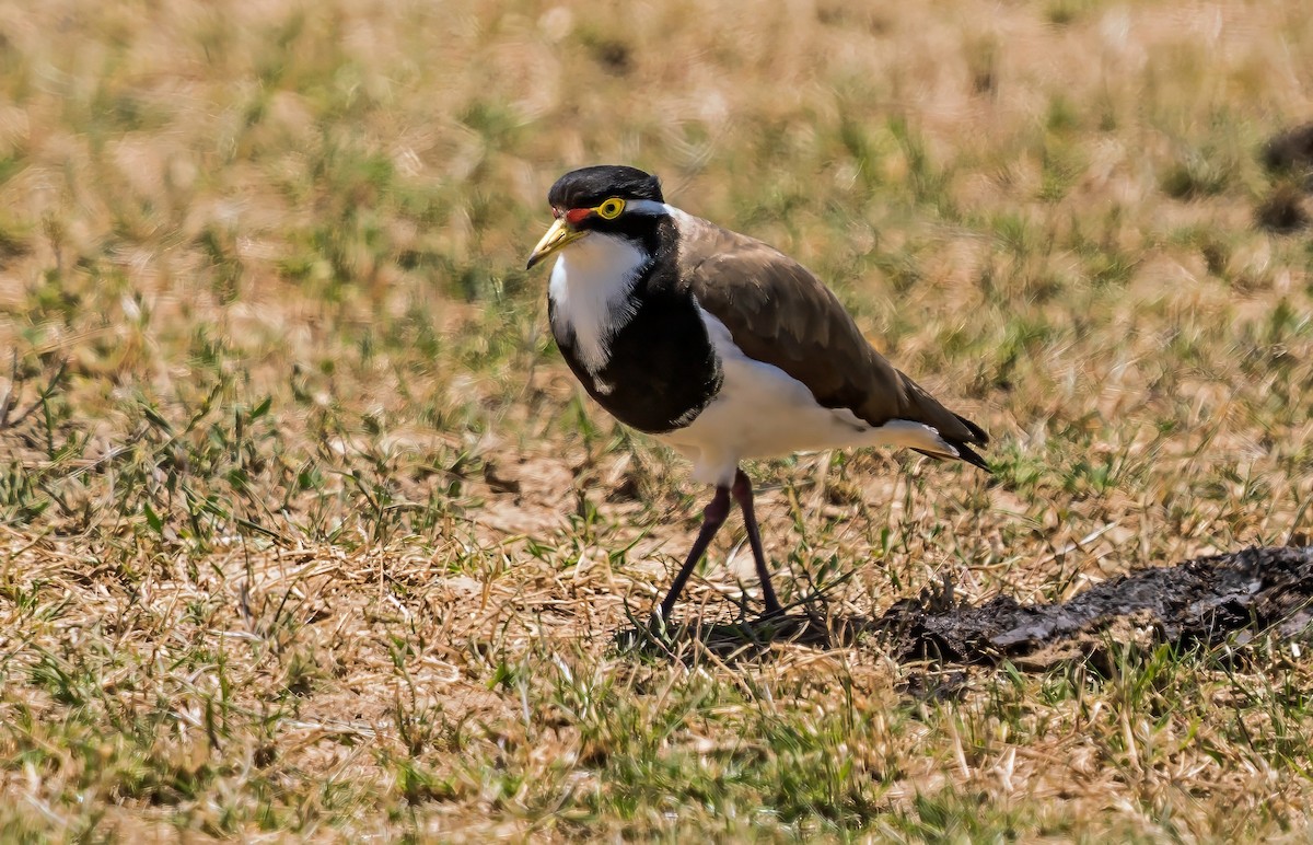 Чайка білогорла - ML646763672