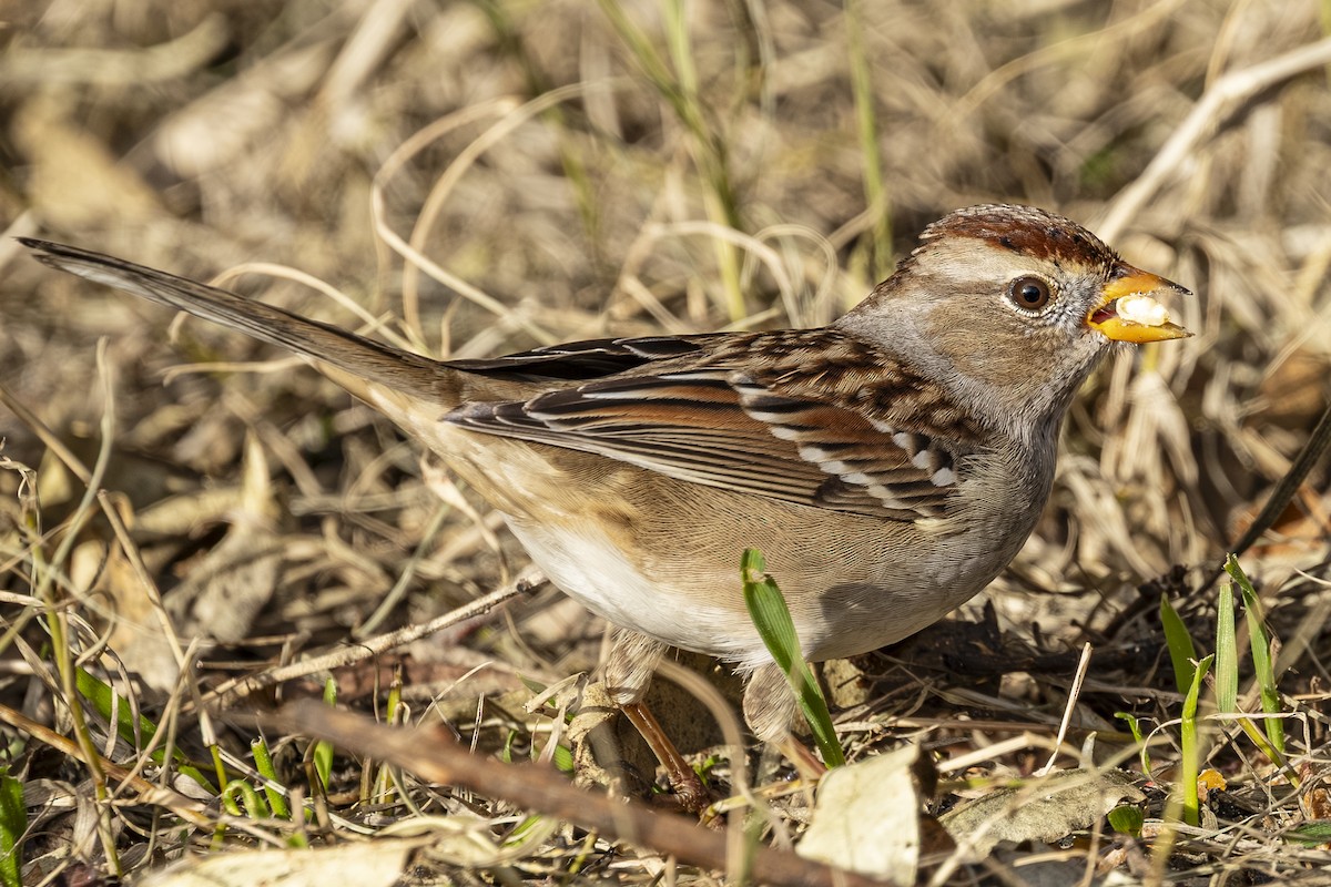 Бруант білобровий - ML646763673