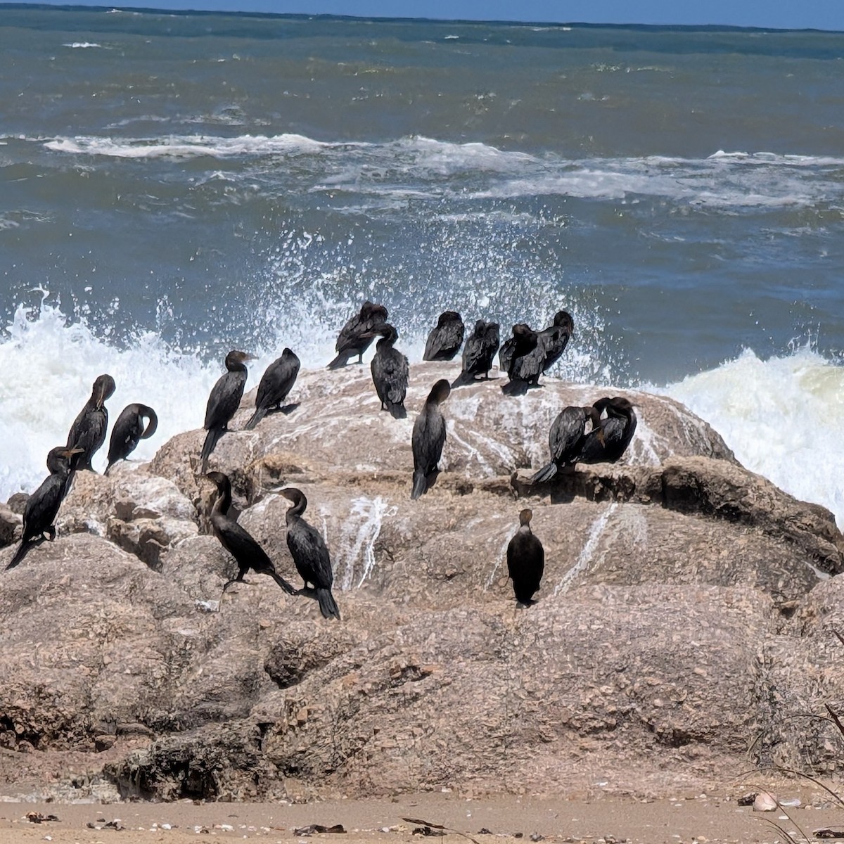 flodskarv - ML646763674