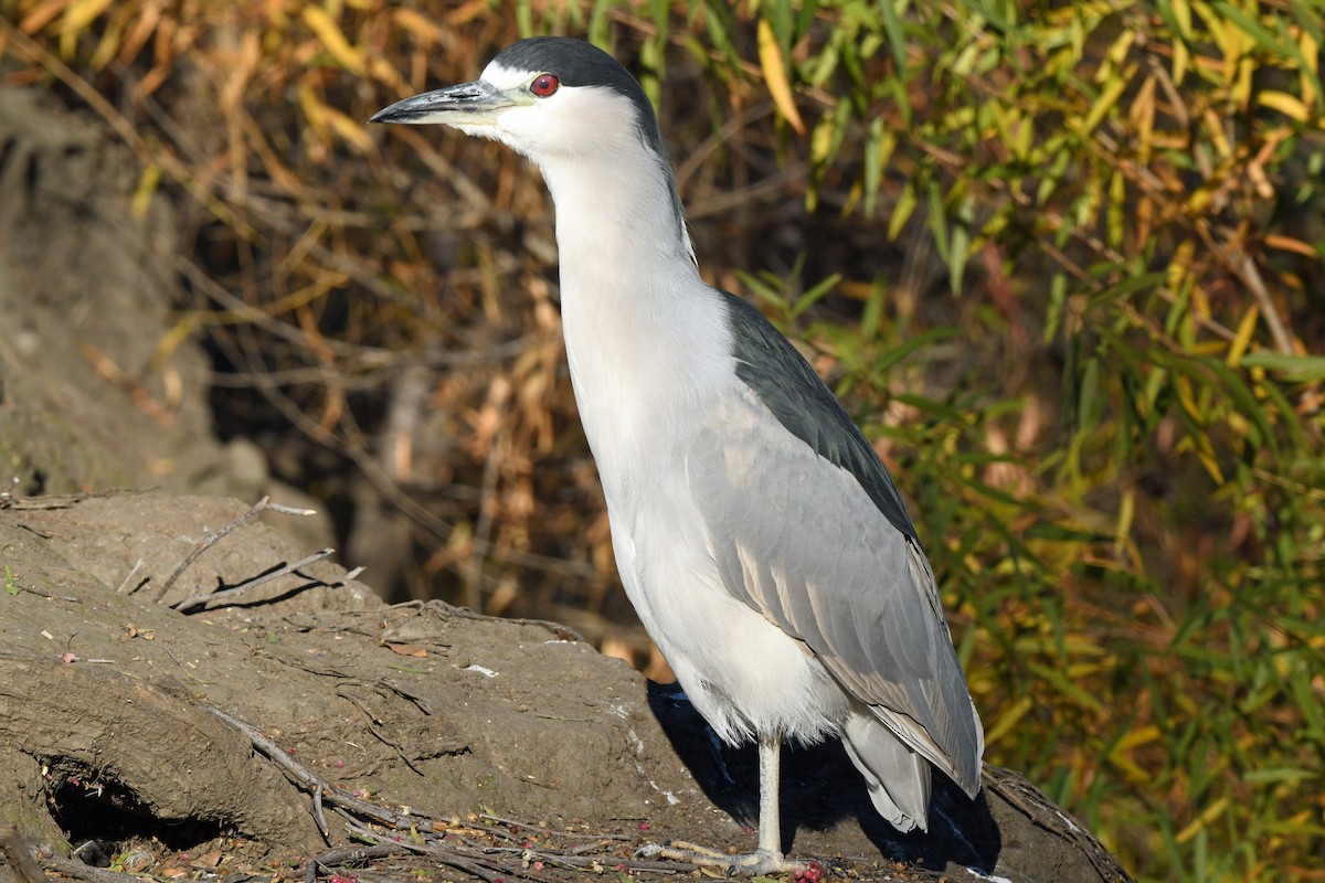 Black-crowned Night Heron - ML646763676