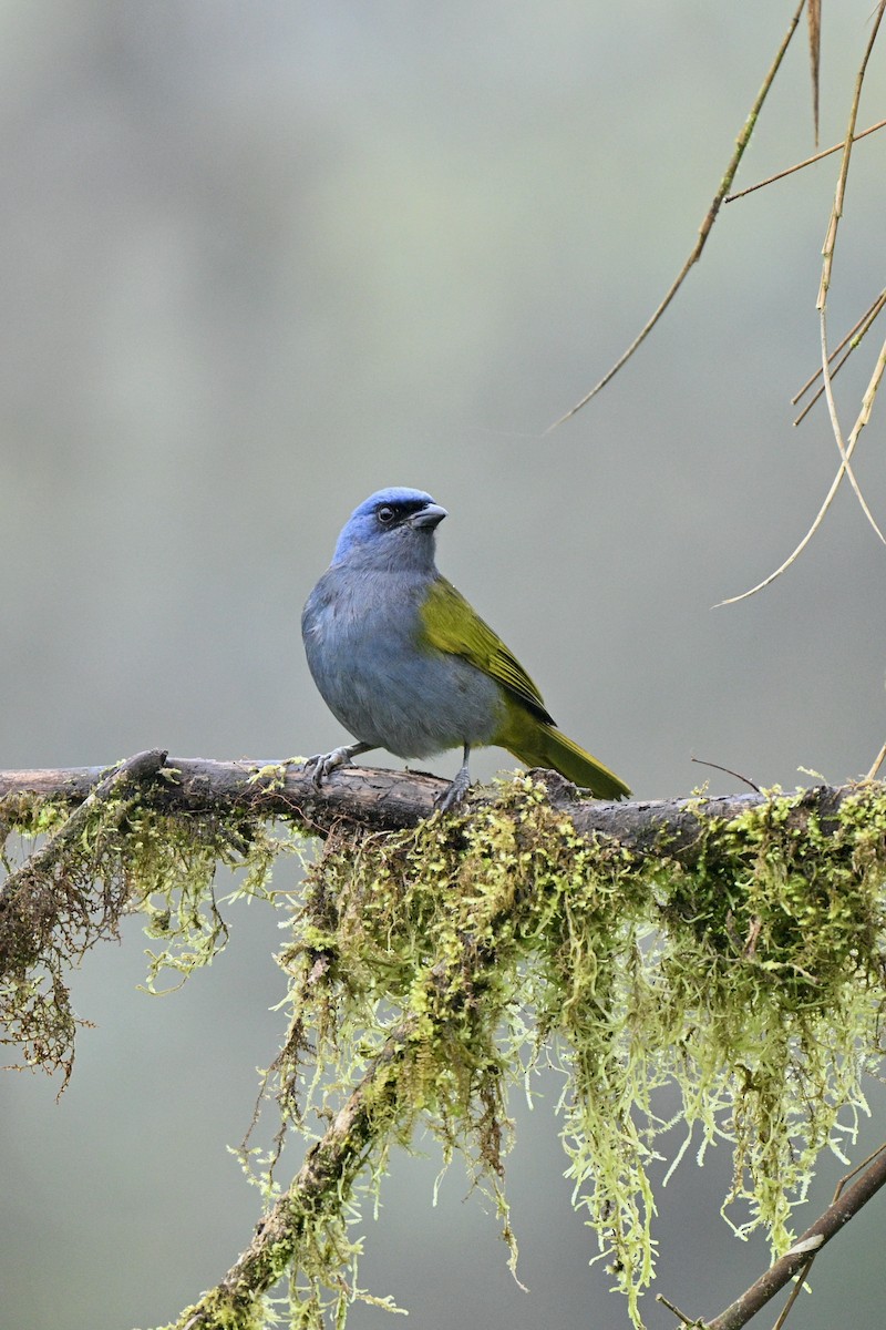 Tangara à tête bleue - ML646763681