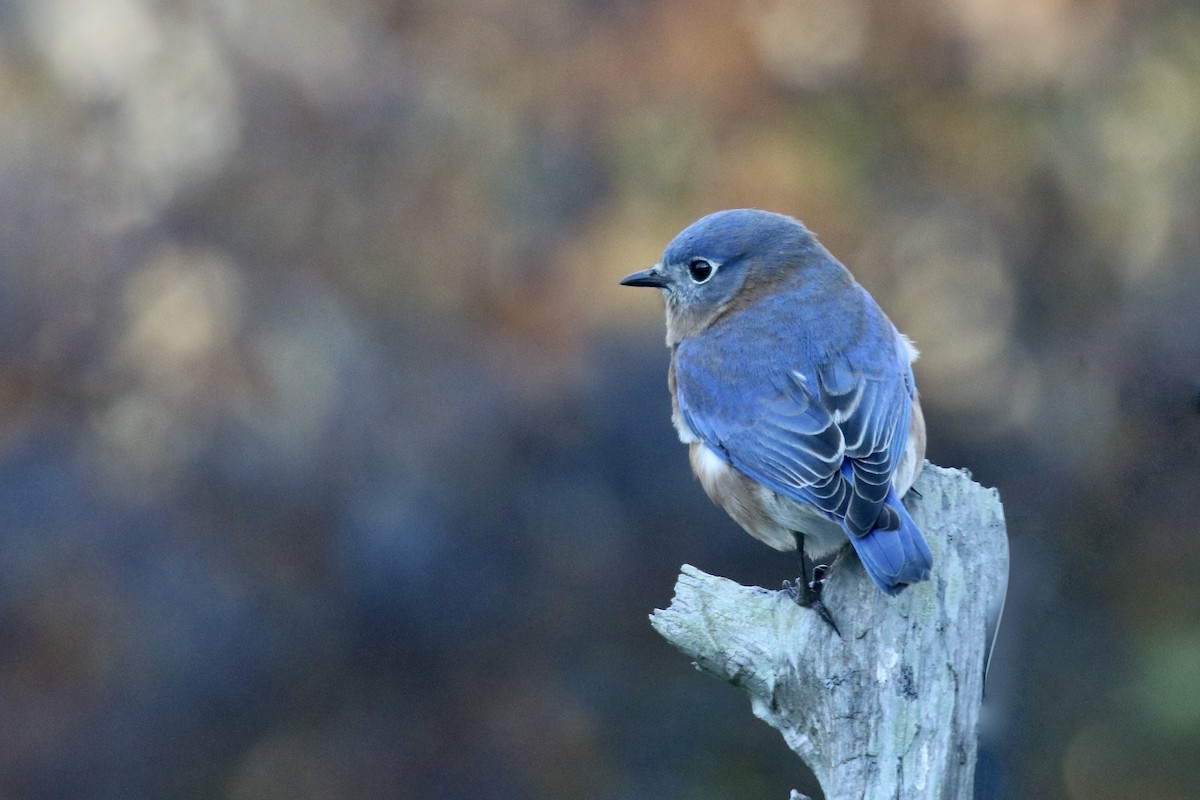 Eastern Bluebird - ML646763683