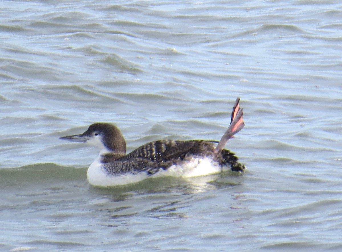 loon sp. - ML646763684