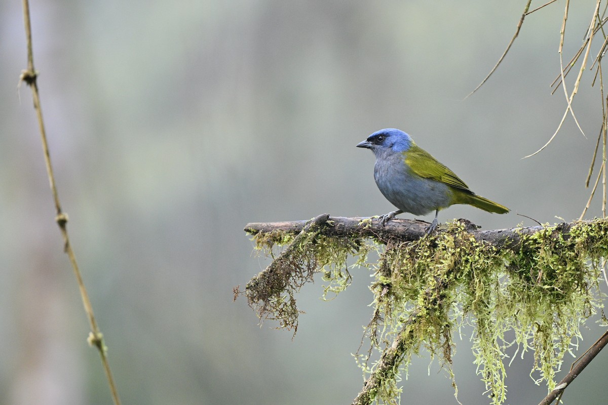 Tangara à tête bleue - ML646763685
