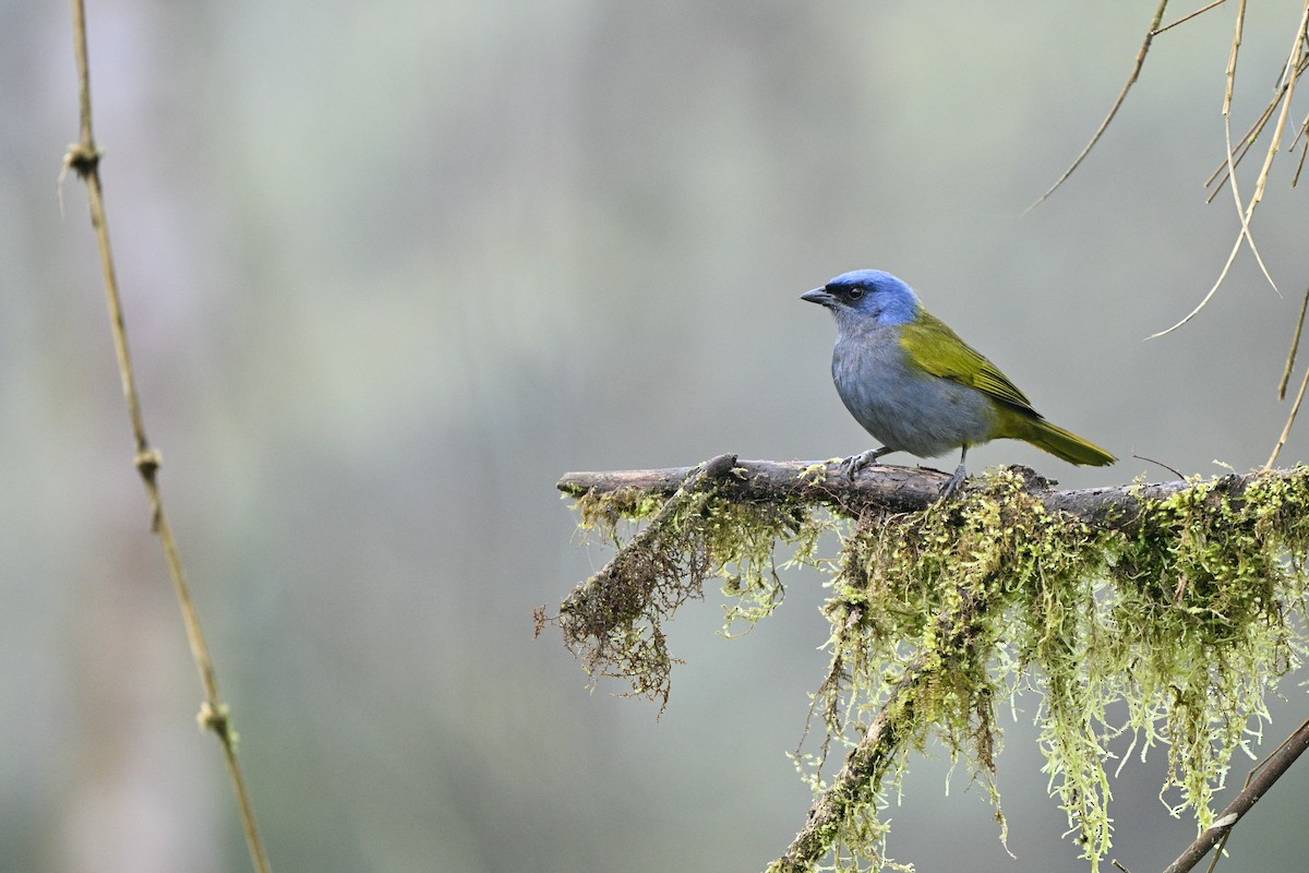 Tangara à tête bleue - ML646763686