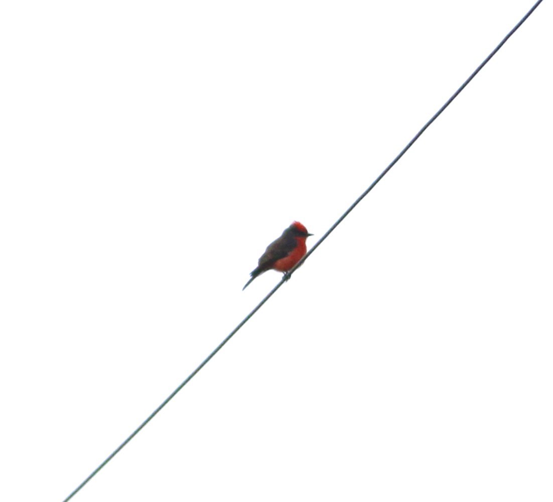 Vermilion Flycatcher - ML646763688