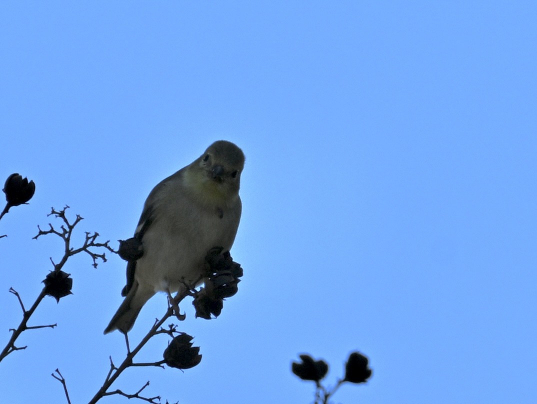 čížek žlutý - ML646763690