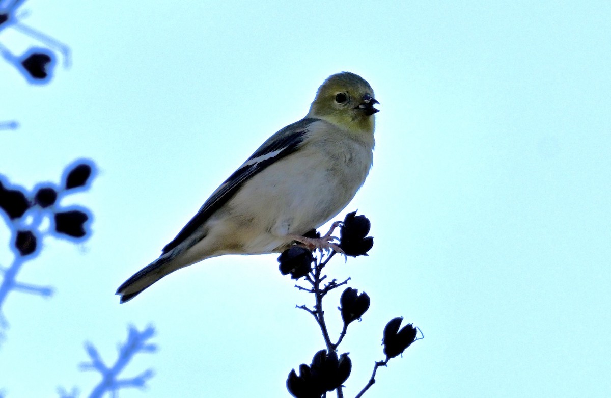 čížek žlutý - ML646763691