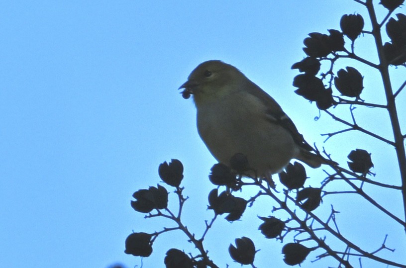 čížek žlutý - ML646763692