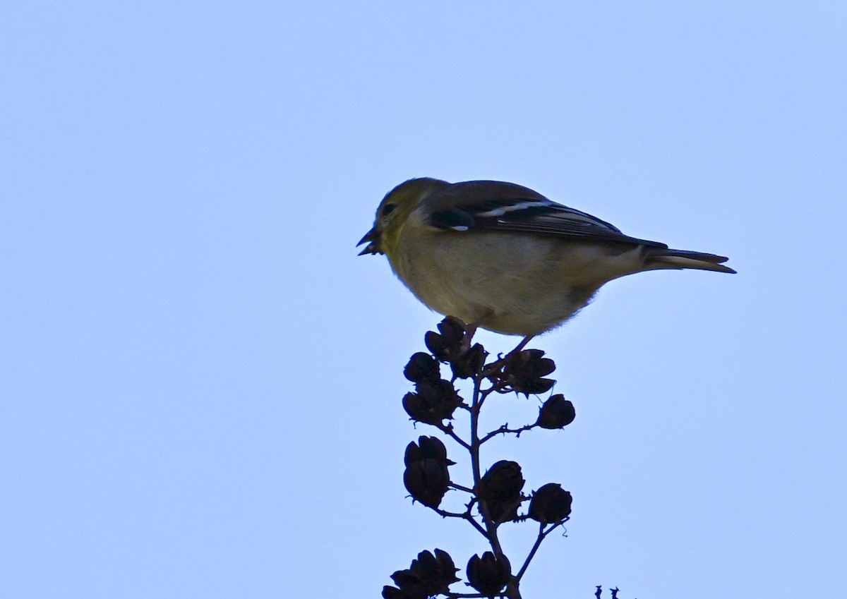 čížek žlutý - ML646763693