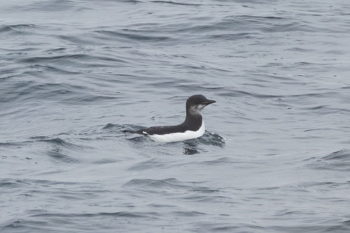 Толстоклювая кайра - ML646763694