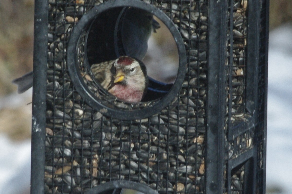 Redpoll (Common) - ML646763697
