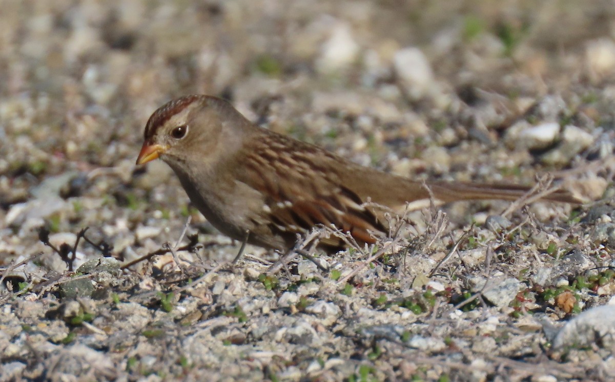 ミヤマシトド - ML646763699