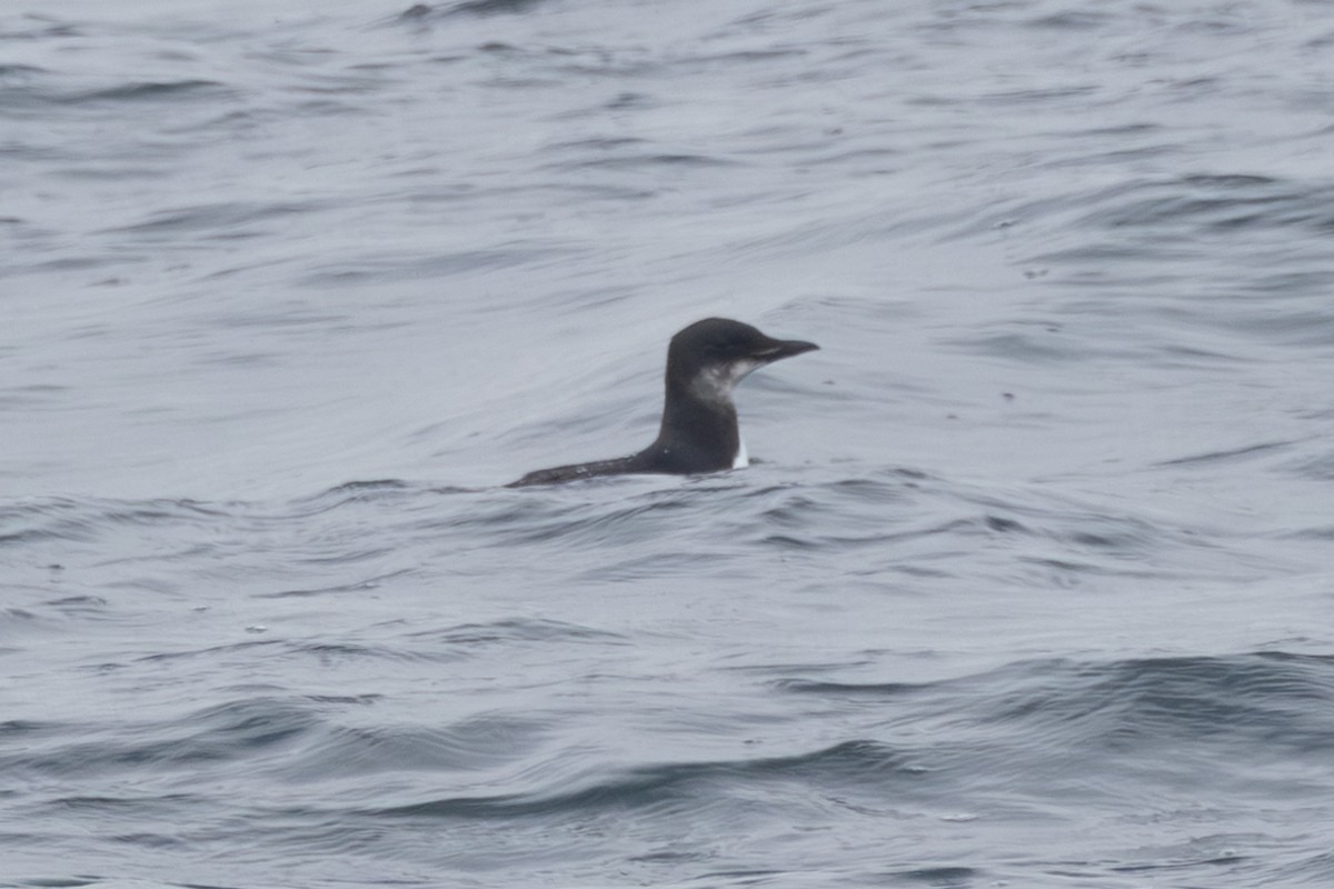 Толстоклювая кайра - ML646763703