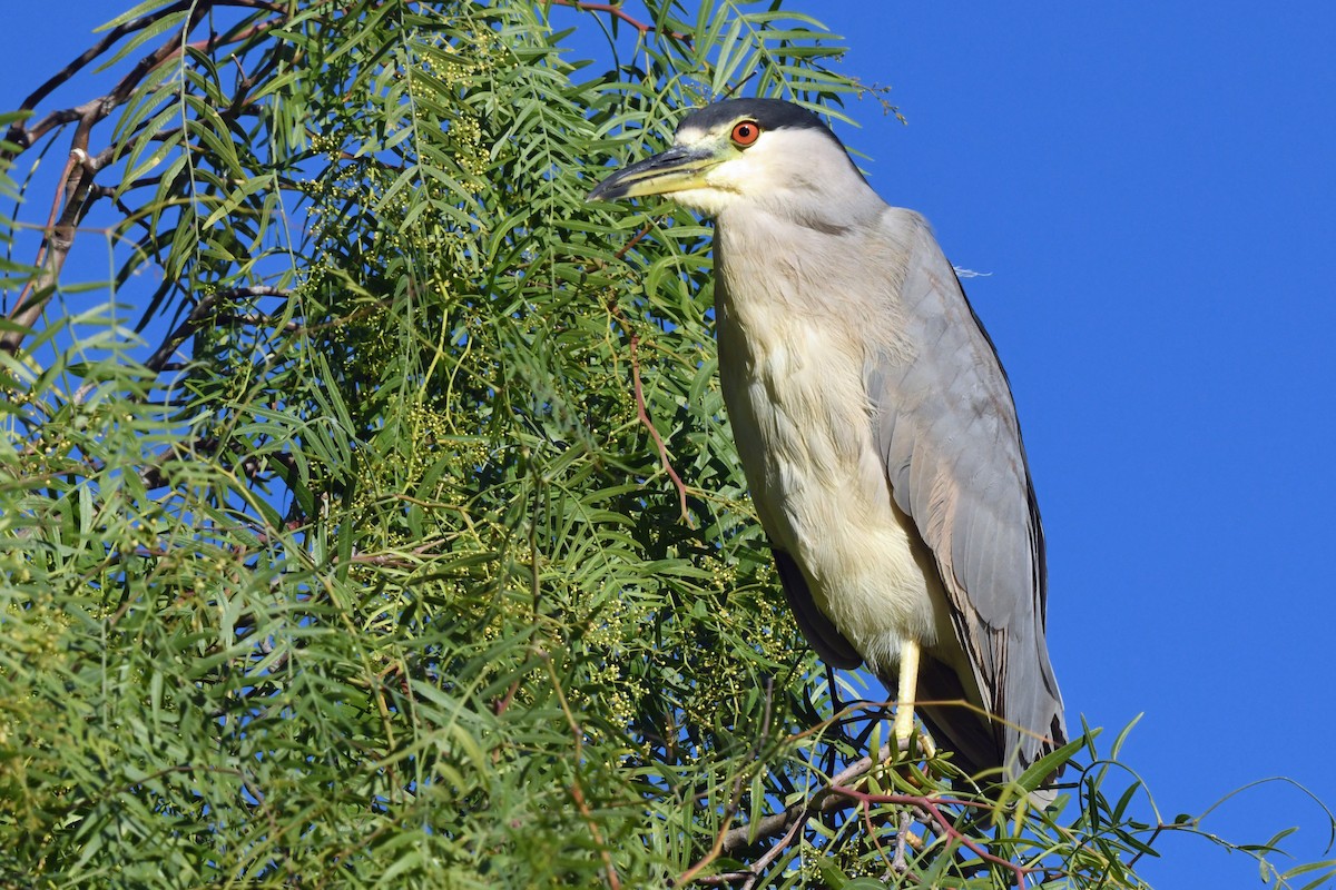 Black-crowned Night Heron - ML646763704