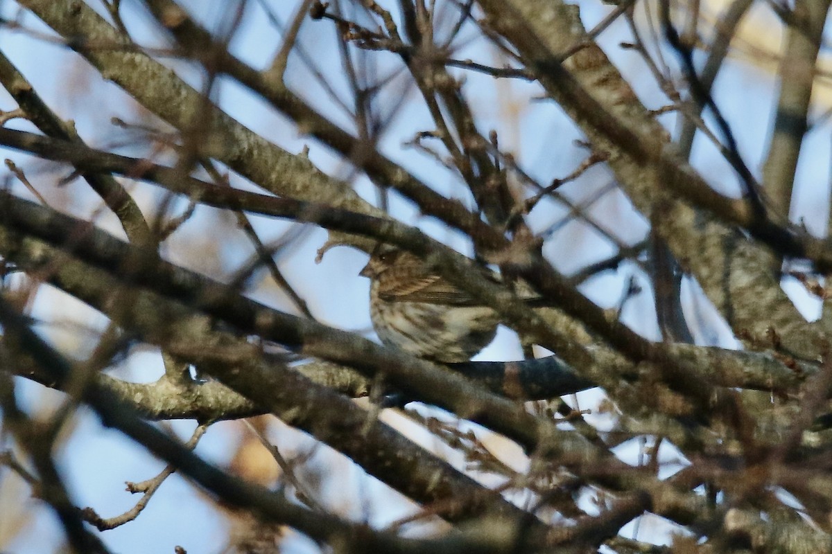 Purple Finch (Eastern) - ML646763705