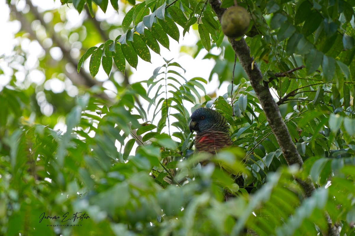 saintluciaamazon - ML646763706