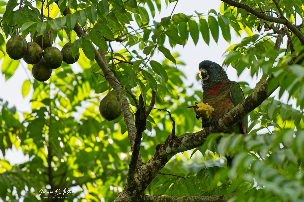 saintluciaamazon - ML646763707