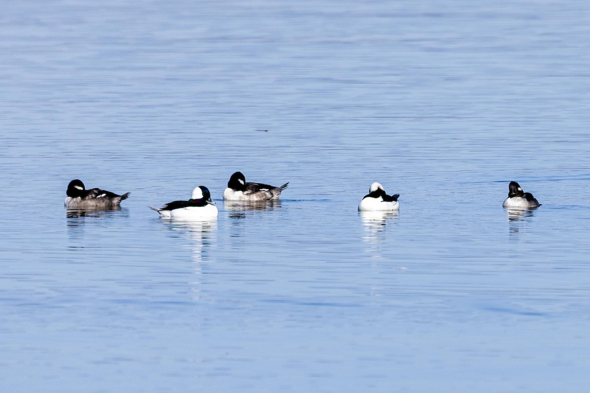 Bufflehead - ML646763708