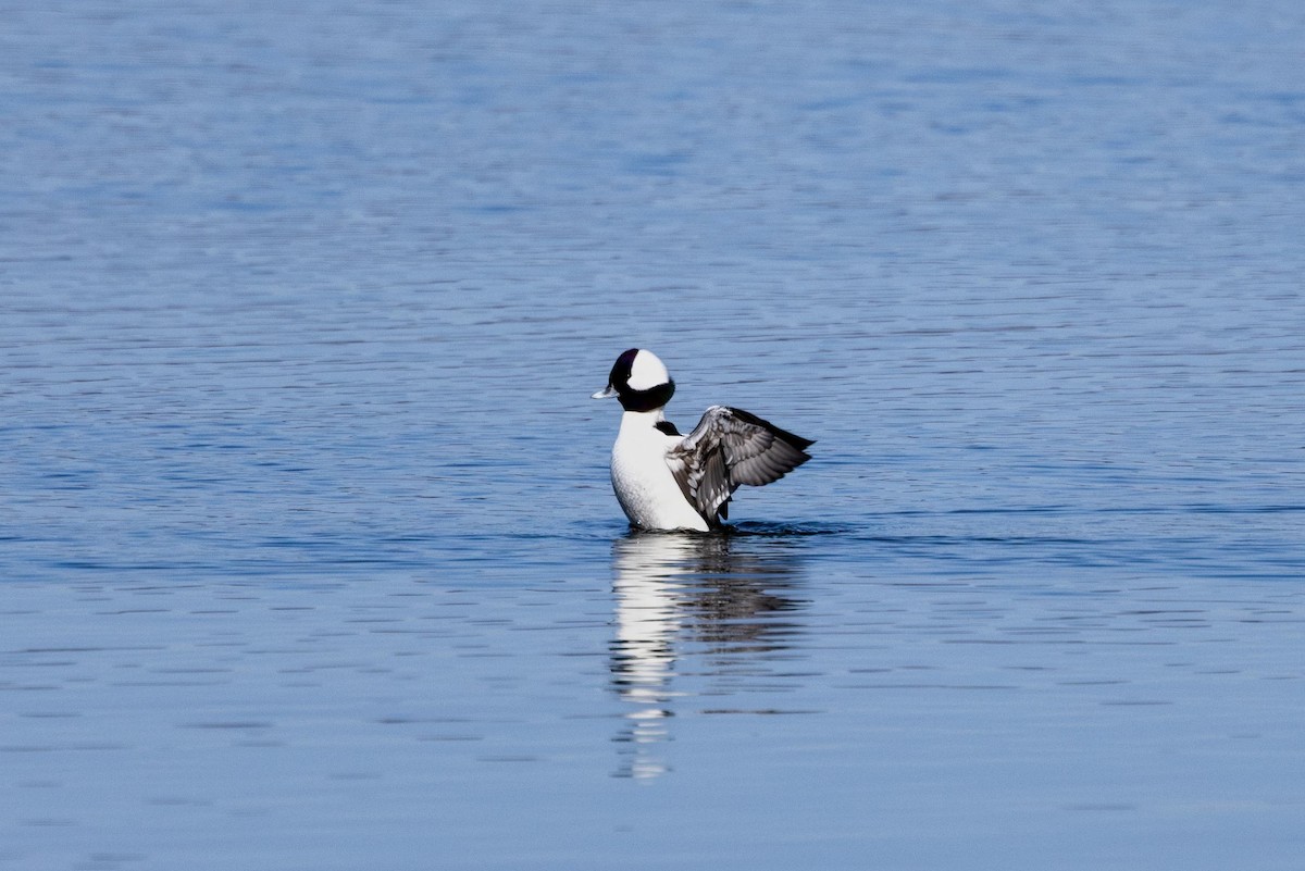 Bufflehead - ML646763709