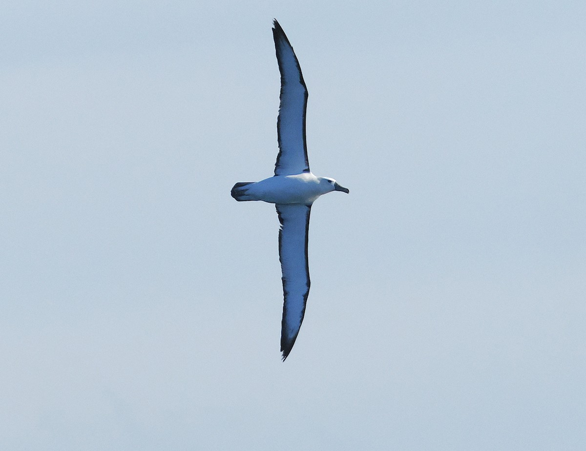 Белошапочный альбатрос - ML646763711