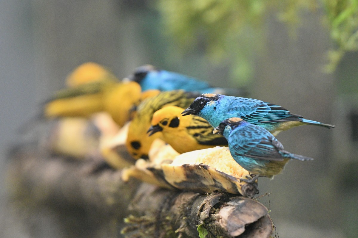 Calliste à nuque d'or - ML646763717