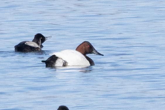 Canvasback - ML646763719