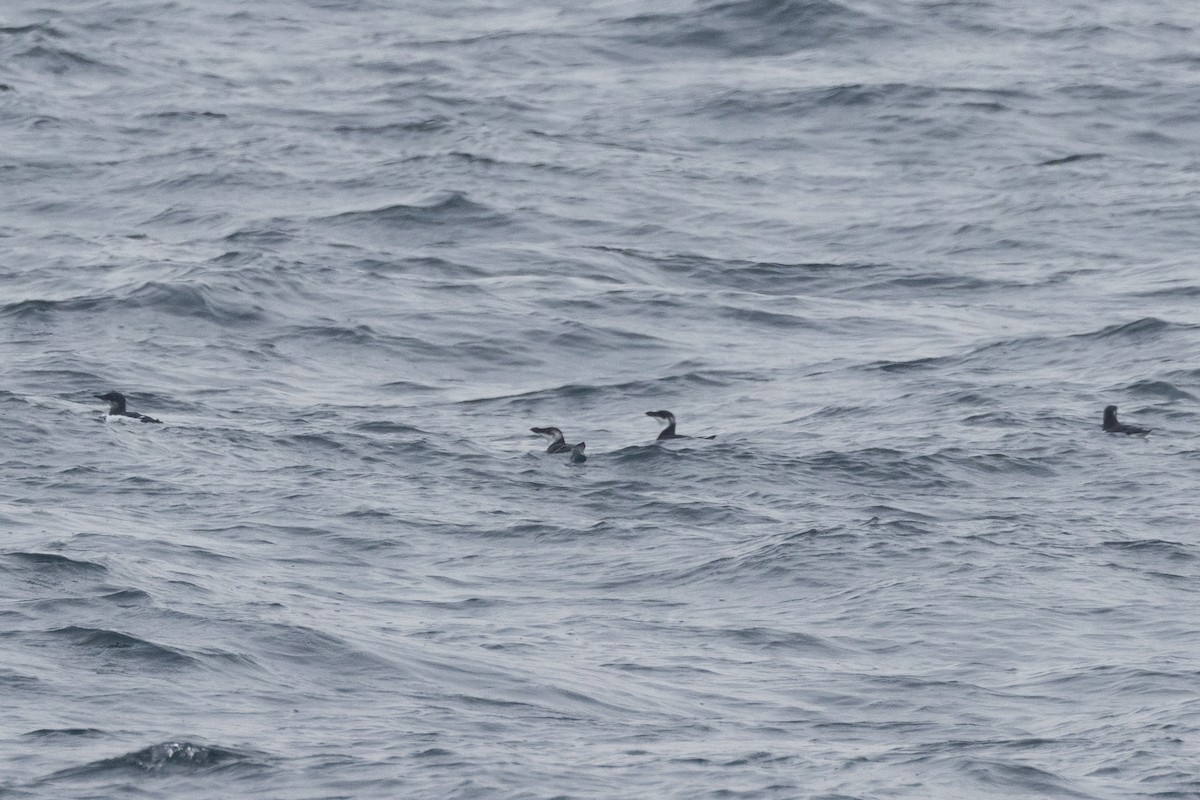 Толстоклювая кайра - ML646763720