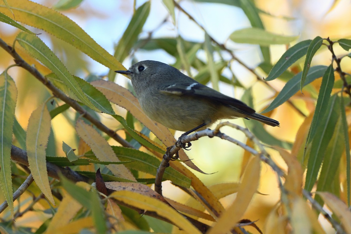 Ruby-crowned Kinglet - ML646763721