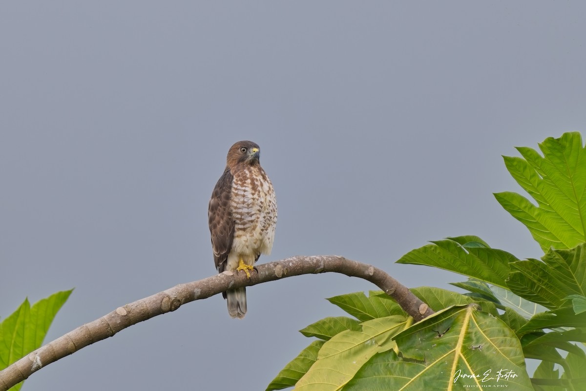 bredvingevåk - ML646763722