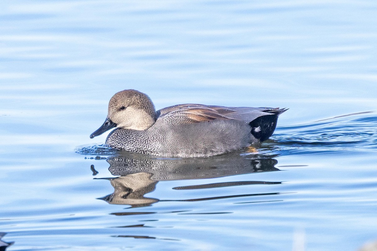 Gadwall - ML646763723