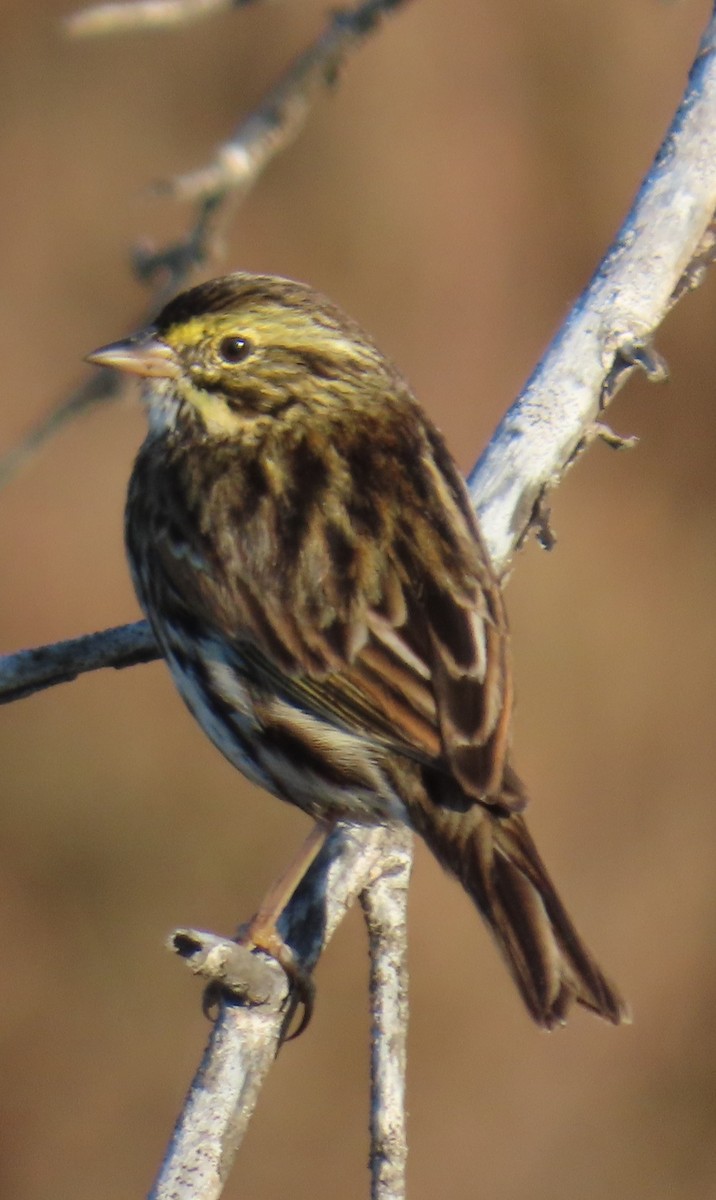 サバンナシトド（guttatus グループ） - ML646763727