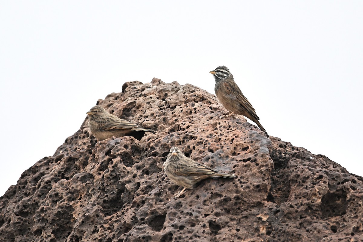 Striolated Bunting - ML646763728