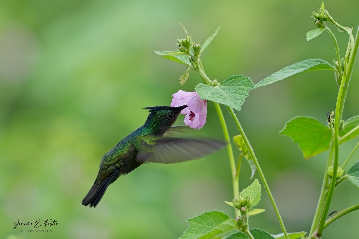 Antillean Crested Hummingbird - ML646763730