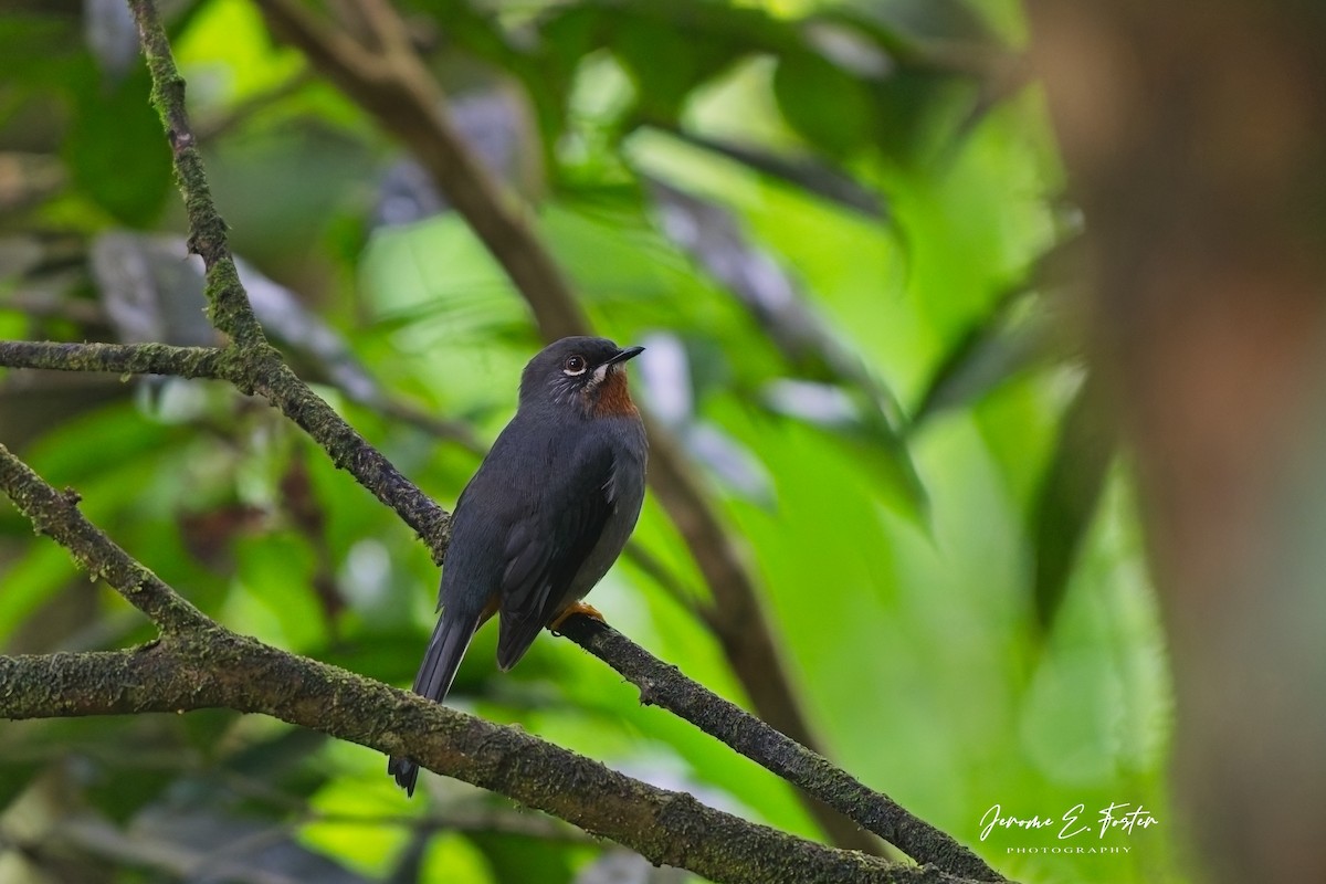 Rufous-throated Solitaire - ML646763731