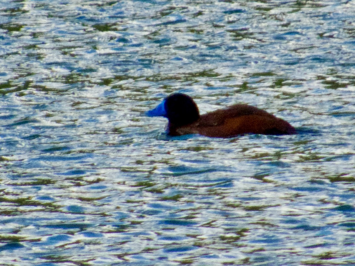 Lake Duck - ML646763732