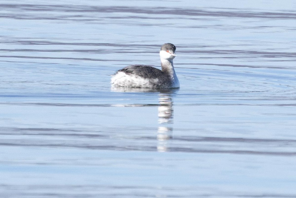Horned Grebe - ML646763733