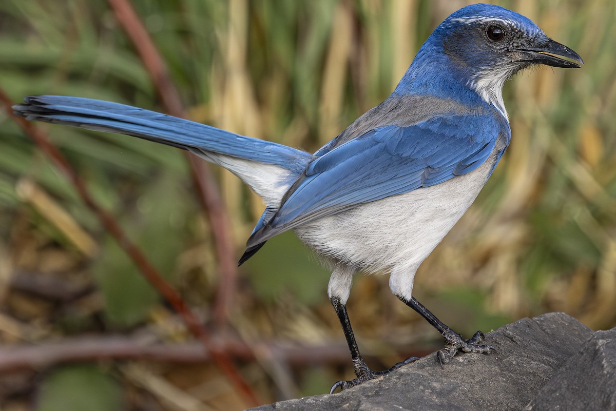 California Scrub-Jay - ML646763735