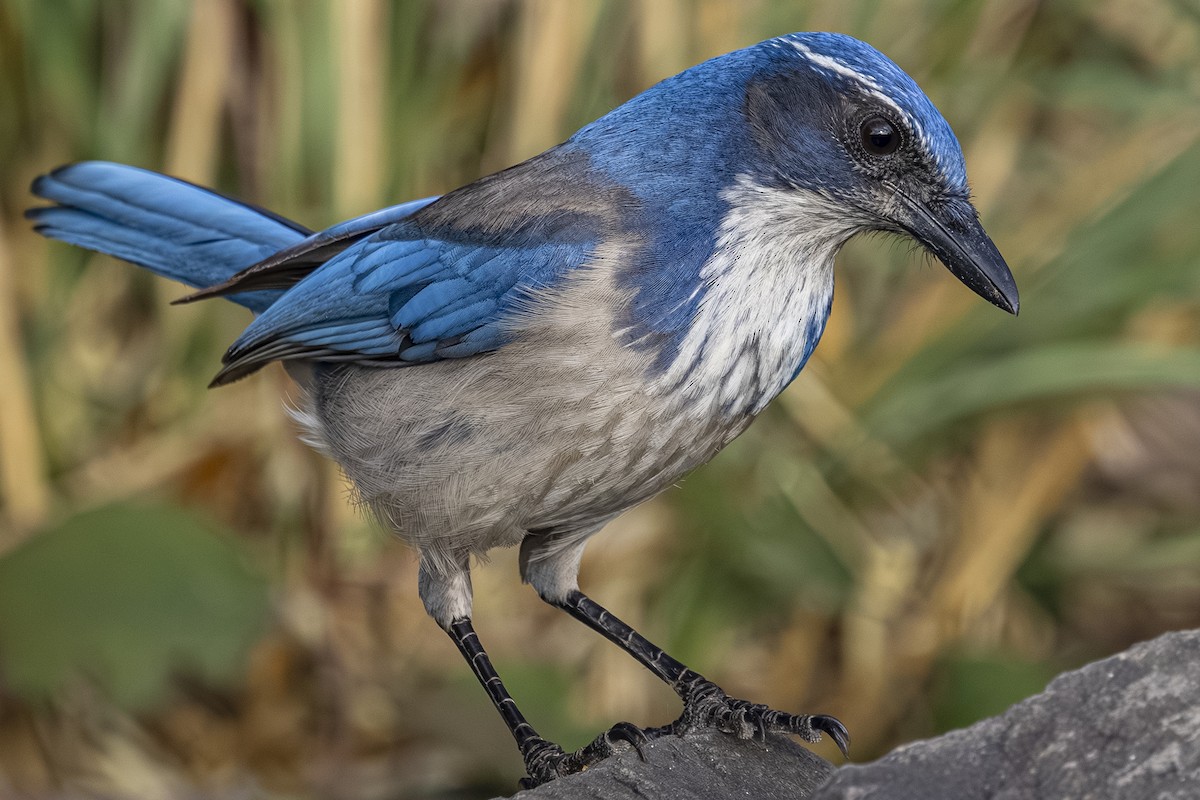 California Scrub-Jay - ML646763736