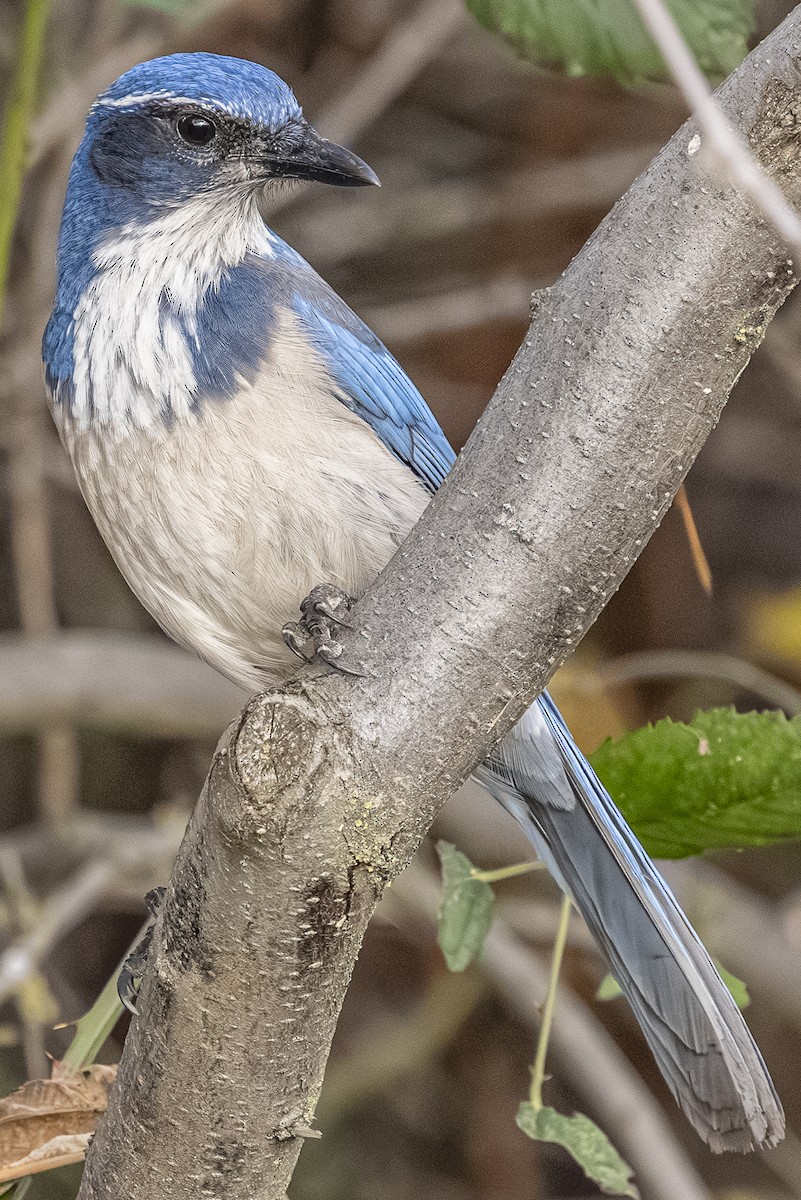 California Scrub-Jay - ML646763738