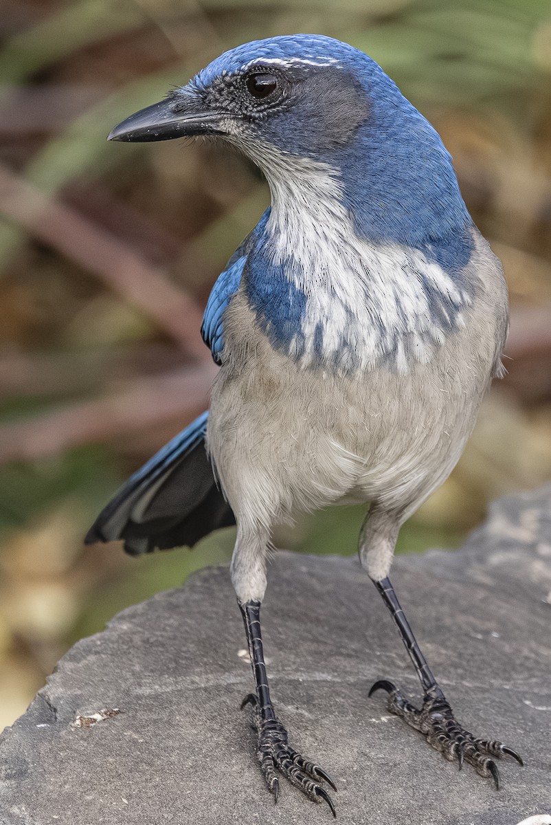 California Scrub-Jay - ML646763739