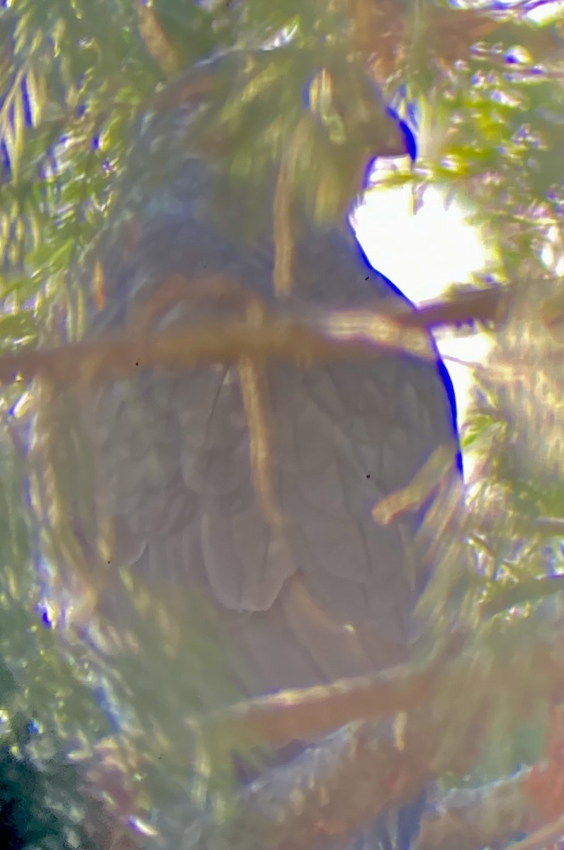 Cooper's Hawk - ML646763740