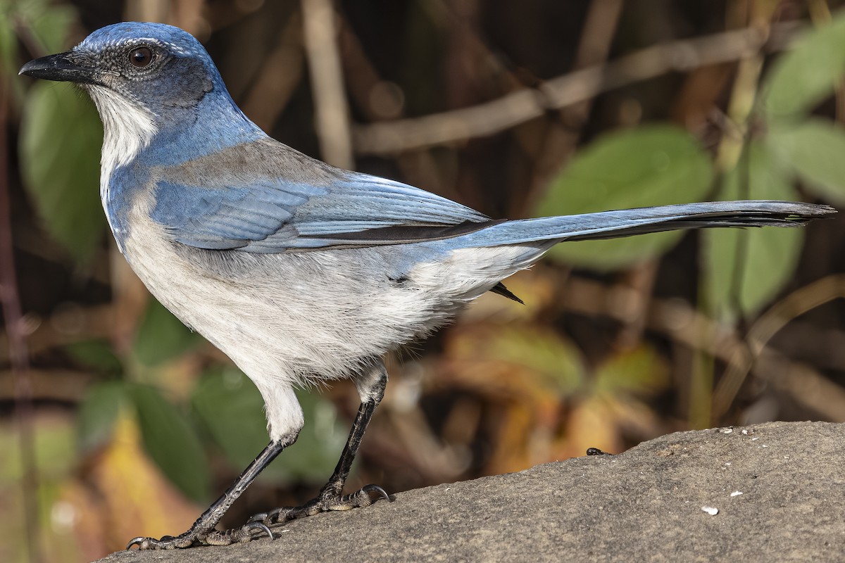 California Scrub-Jay - ML646763741