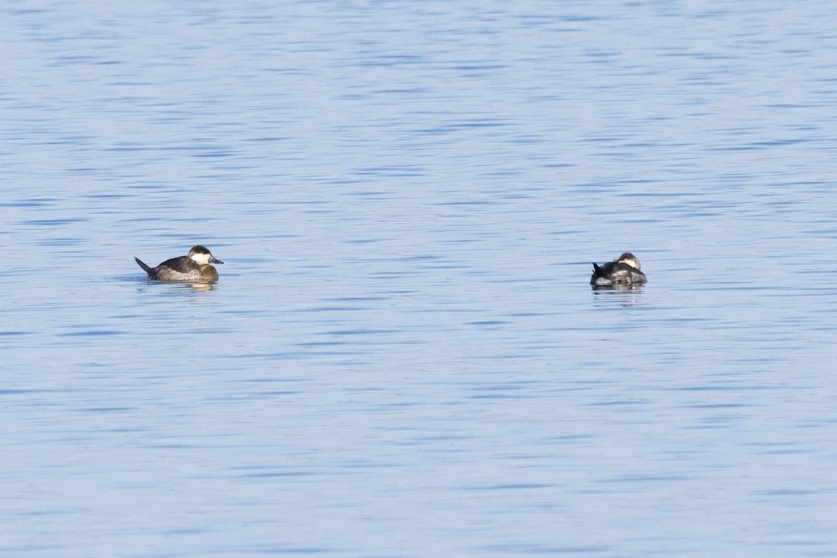 Ruddy Duck - ML646763742