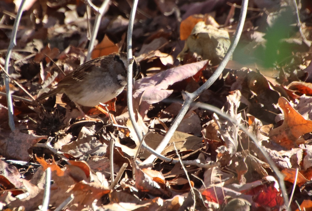 White-throated Sparrow - ML646763743